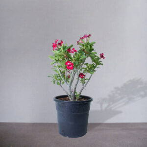 Desert Rose Plant