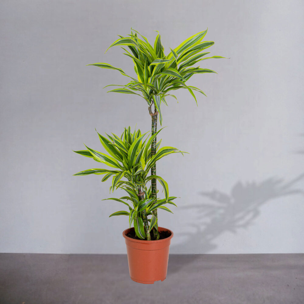 Dracaena Lemon Lime Head