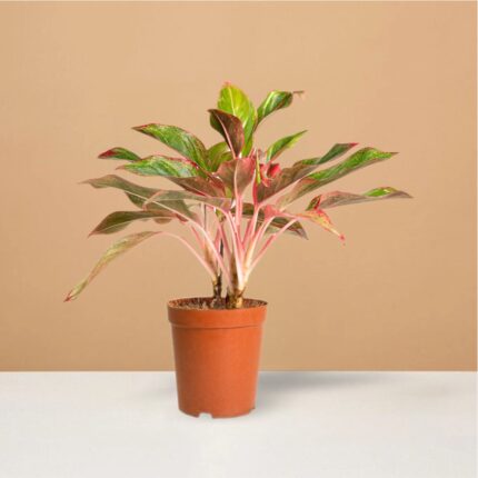 Chinese Evergreen Aglaonema