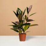 Rubber Plant (Ficus Elastica)