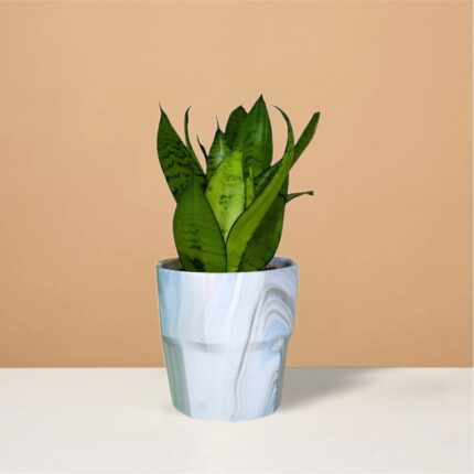 Sansevieria Trifasciata Snake Plant