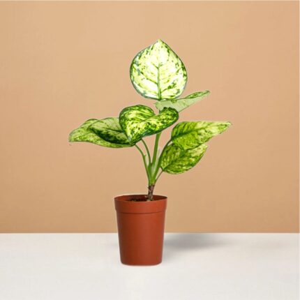 Aglaonema Snow White plants