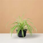 Spider Plants (Chlorophytum Comosum)