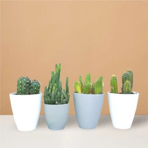 Mini Desktop Cactus