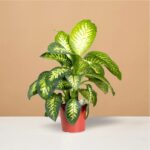 Dieffenbachia Seguine Plant