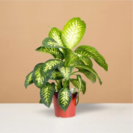 Dieffenbachia Seguine Plant