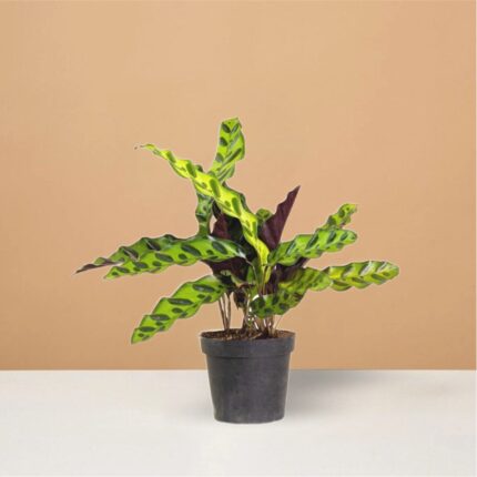 Calathea Rattlesnake (Lancifolia)