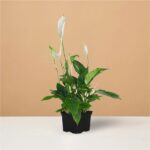 Peace Lily Plant Spathiphyllum