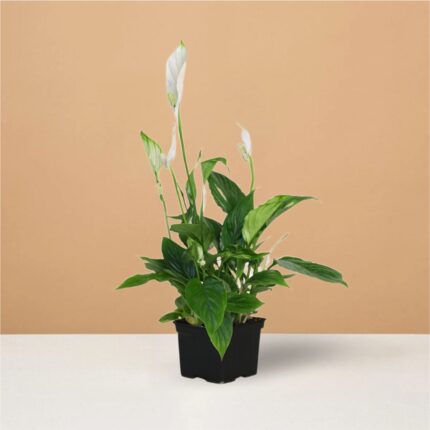 Peace Lily Plant Spathiphyllum