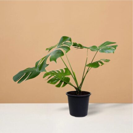 Monstera Swiss Cheese