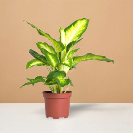 Dieffenbachia Camille