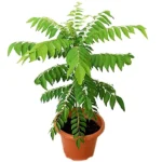 Curry Leaves Plant