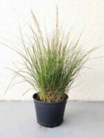 Pennisetum Setaceum (Fountain Grass)