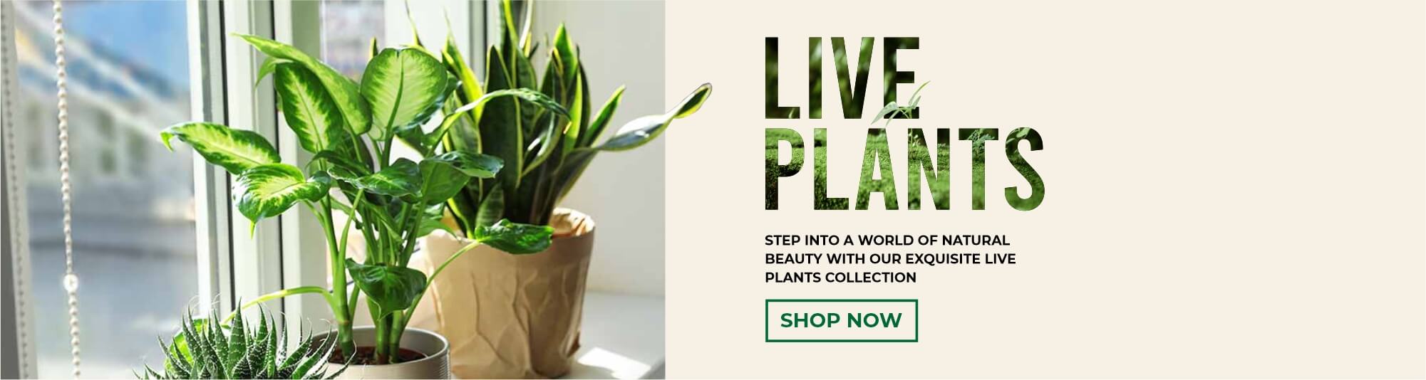 Live-plants-banner