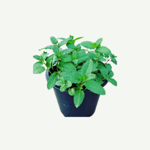 Mint Plant