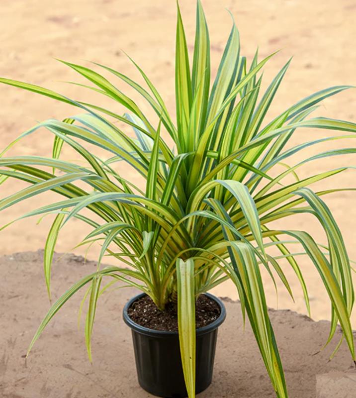 Pandanus Baptistii