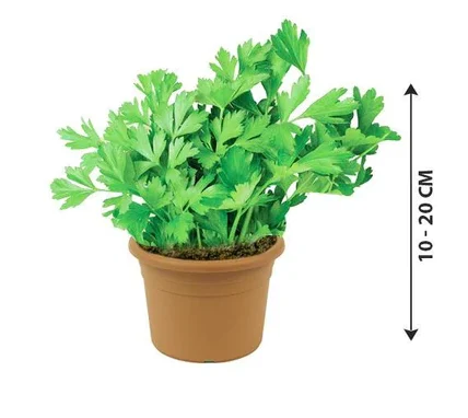 Parsley Herb Plants