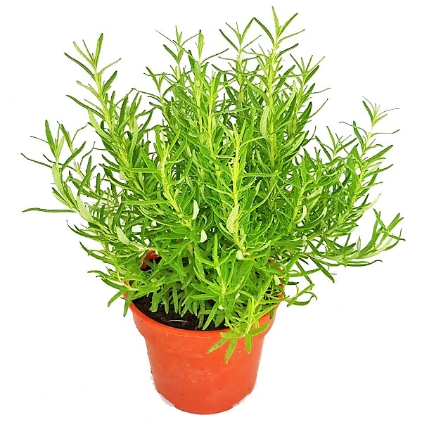 Rosemary Plant