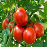 Tomato Plants Online