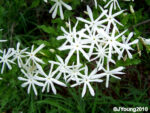 Wild Jasmine Plant