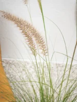 Fountain Grass