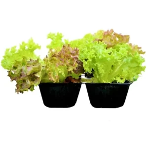 Lettuce Plant