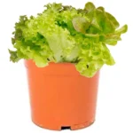 Salad Plant