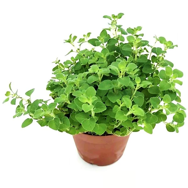 Oregano Herb Plant (Ajwain)