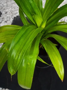 Wide Leaf Pandanus