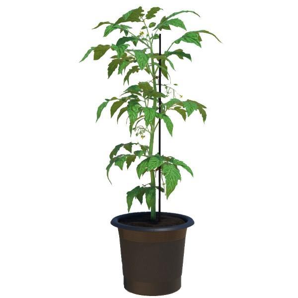 Tomato Plant