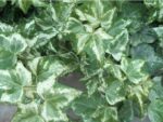 Hedera Helix Plant