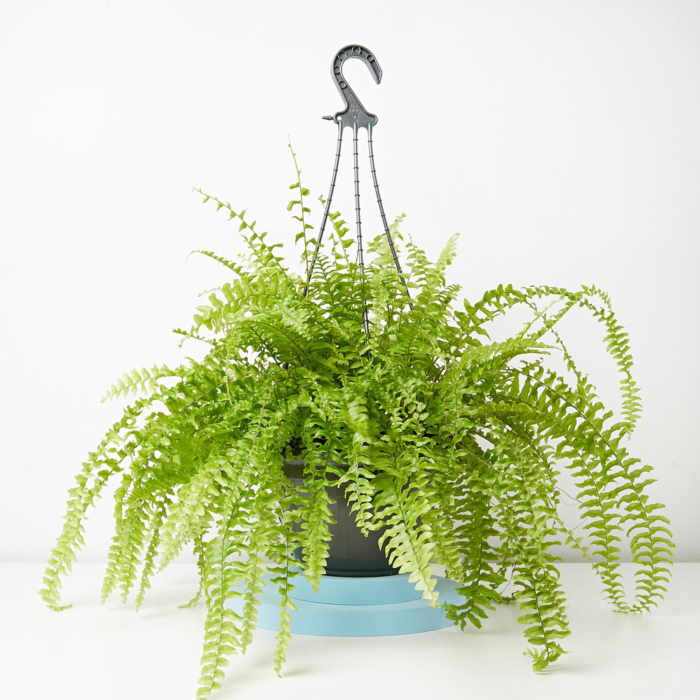 Boston Fern Plant