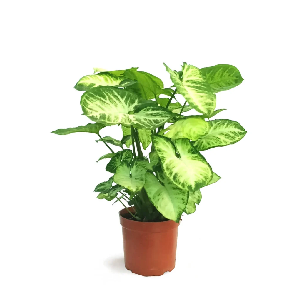 Syngonium Arrowhead Plant