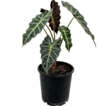 Alocasia Amazonica Polly Plant