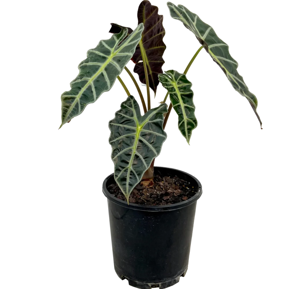 Alocasia Amazonica Polly Plant