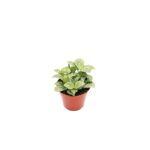 Fittonia Green White Nerve Plant