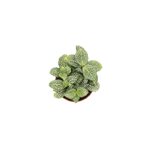 Fittonia Green