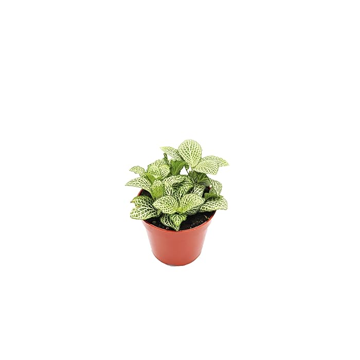 Fittonia Green - White Nerve Plant 5-10cm - Backyard Buys