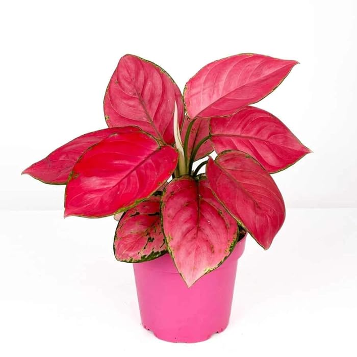 Aglaonema Pink Star