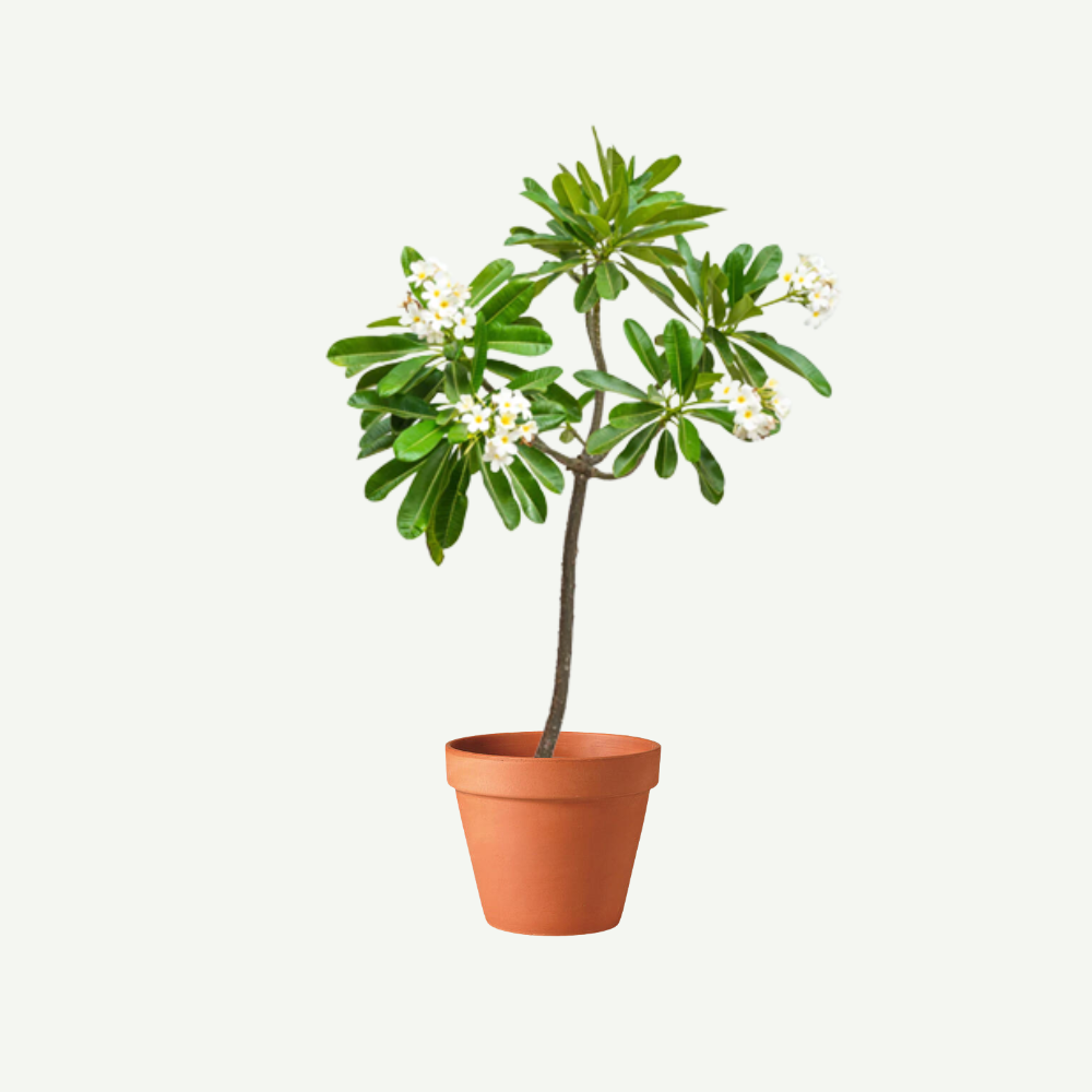 Frangipani Tree - Plumeria Obtusa