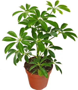 Dwarf Umbrella Tree (Schefflera Arboricola)