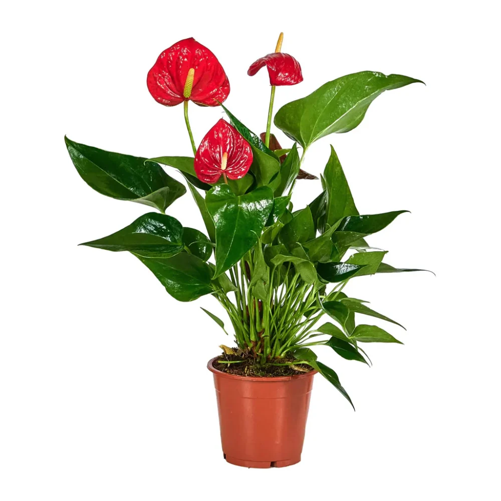 Flamingo Flower Plant