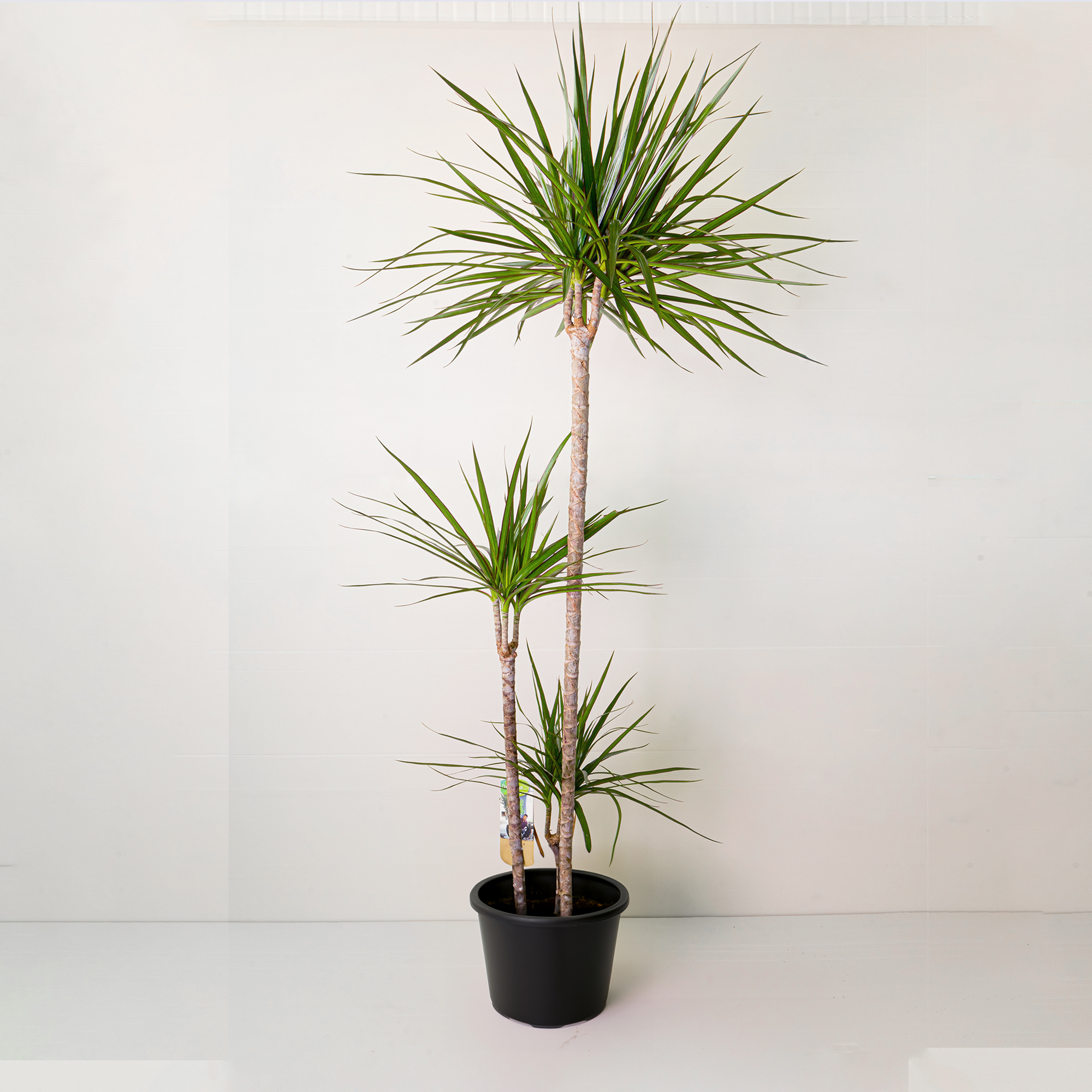 Buy Dracaena Marginata Dragon Tree Plant In UAE