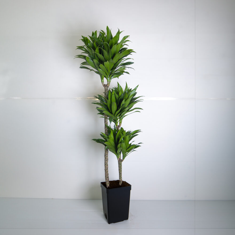 Dracaena Compacta Janet Craig