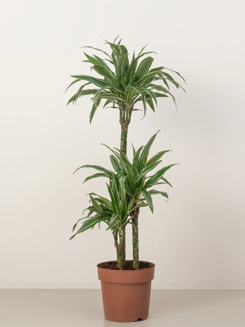 Dracaena Warneckii