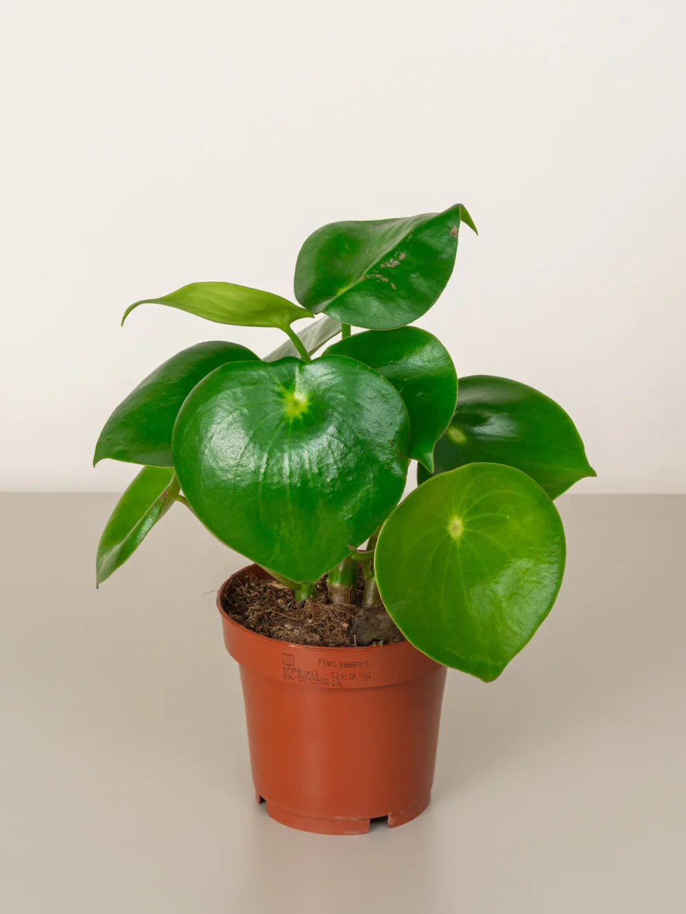 Chinese Money Plant (Pilea Peperomioides)