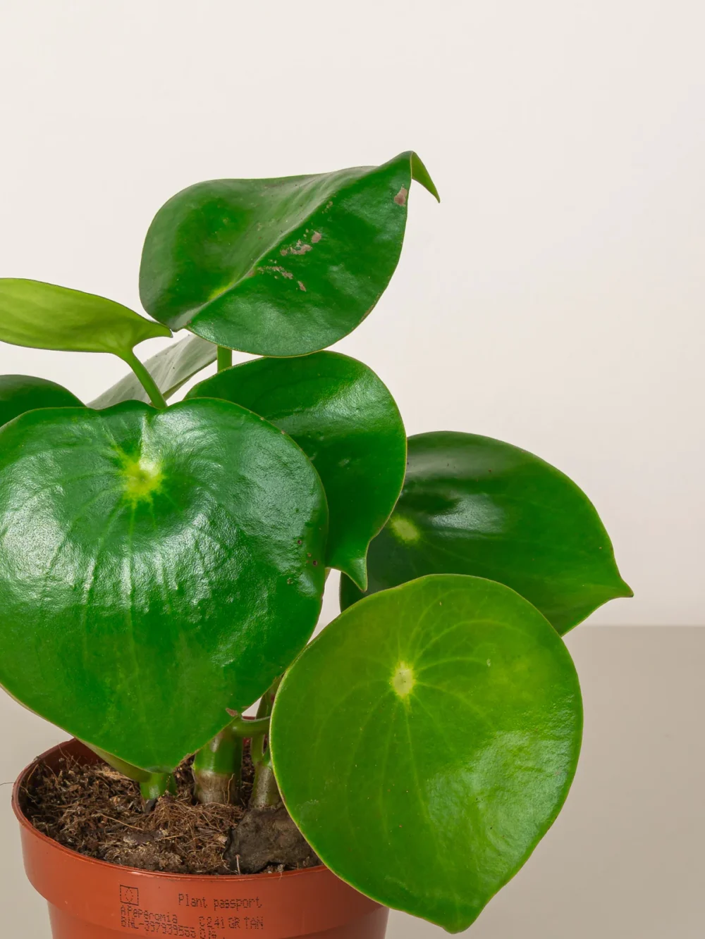 Chinese Money Plant - Pilea Peperomioides