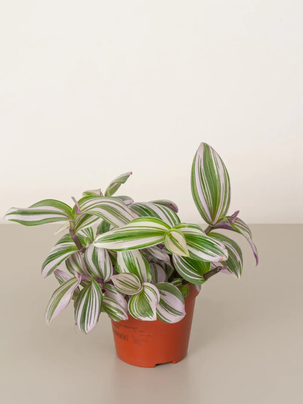 Fantasyn Venice Tradescantia Nanouk Plant