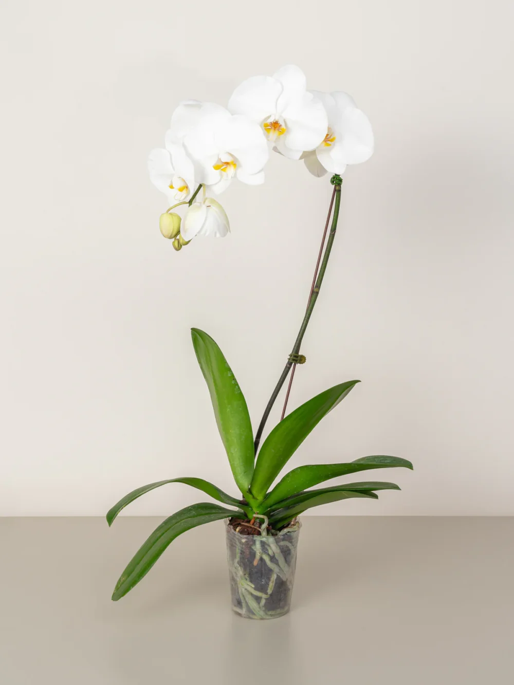 Orchid Flower Plants (Phalaenopsis)