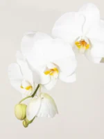 Orchid Phalaenopsis